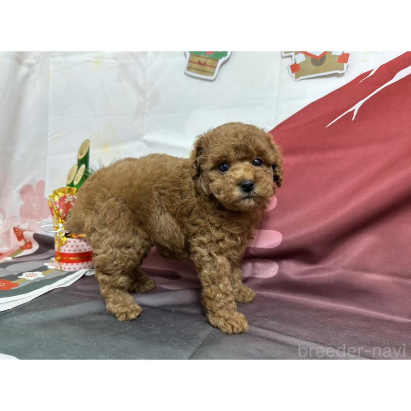 販売中の愛知県のタイニープードル-437299の6枚目