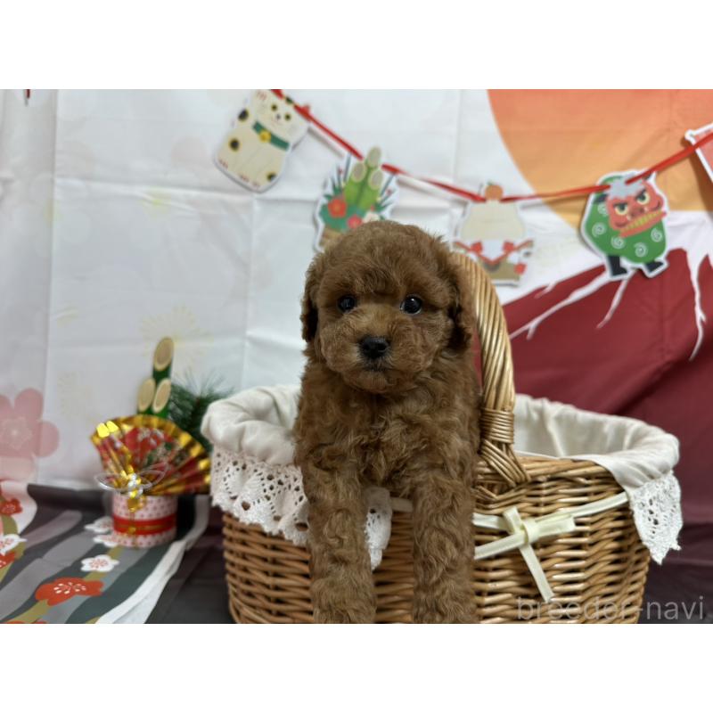 販売中の愛知県のタイニープードル-437299の5枚目