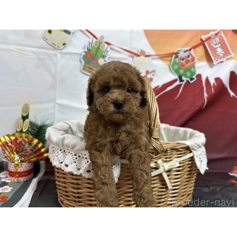 販売中の愛知県のタイニープードル-437299の4枚目
