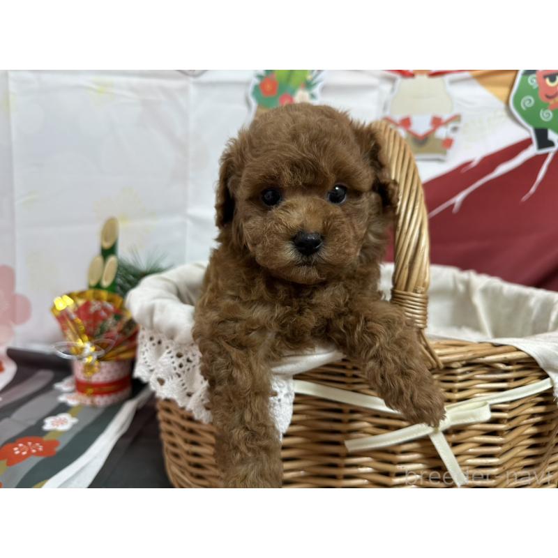 販売中の愛知県のタイニープードル-437299の3枚目