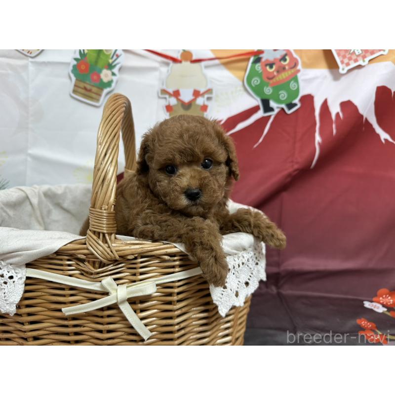 販売中の愛知県のタイニープードル-437299の2枚目