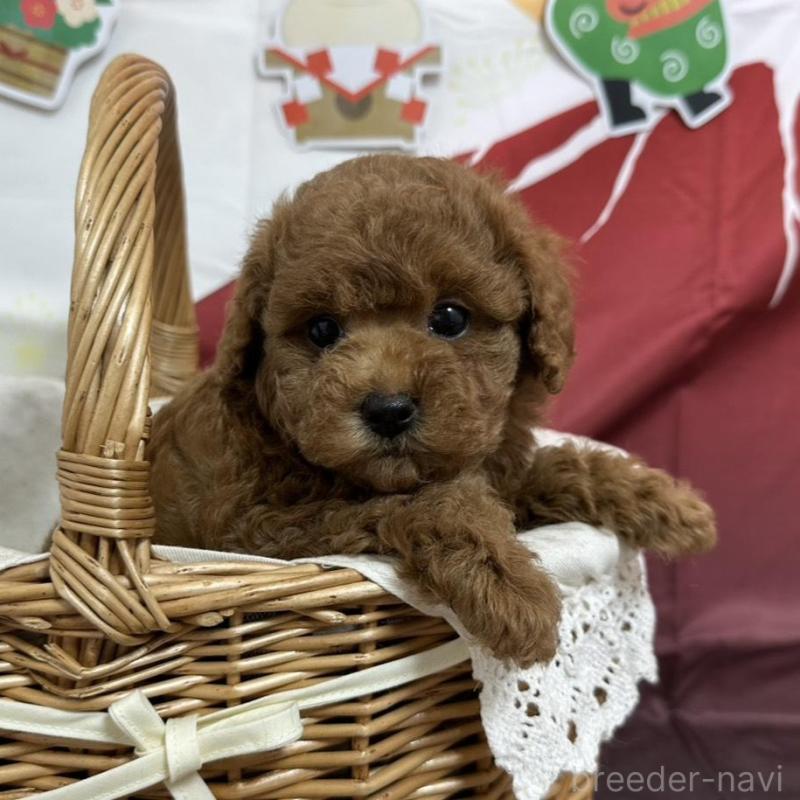 販売中の愛知県のタイニープードル-437299
