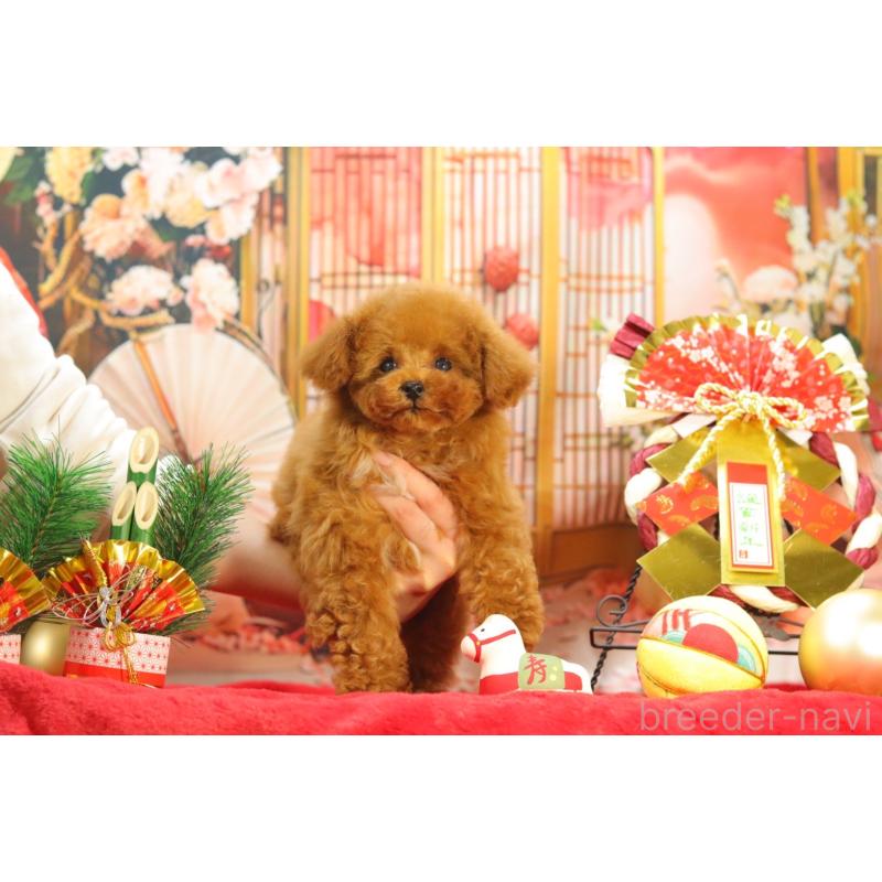 販売中の愛知県のティーカッププードル-428544の8枚目