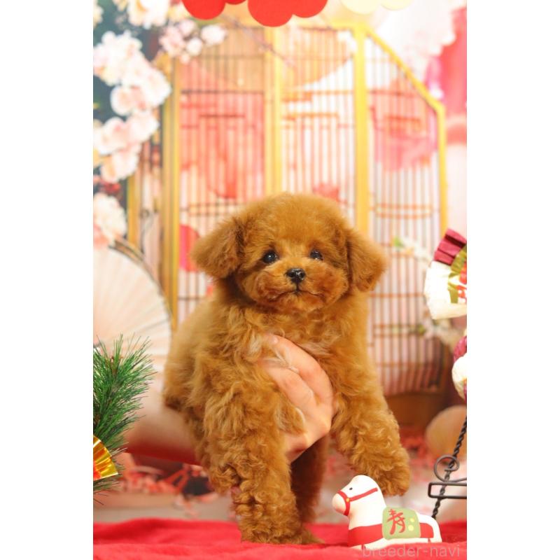 販売中の愛知県のティーカッププードル-428544の6枚目