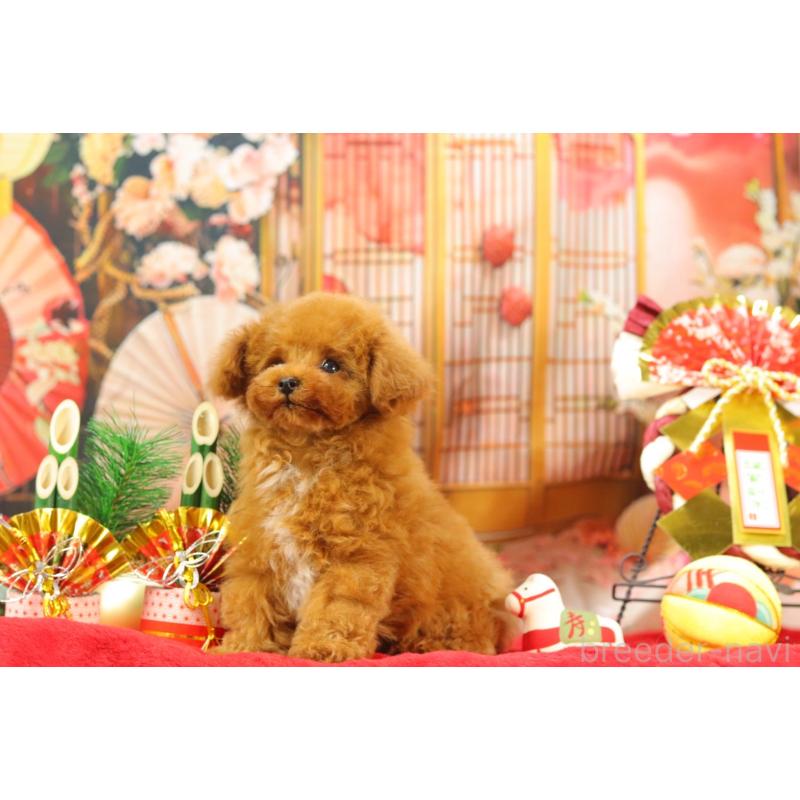 販売中の愛知県のティーカッププードル-428544の5枚目