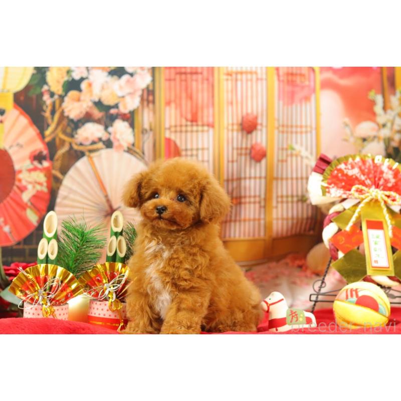 販売中の愛知県のティーカッププードル-428544の4枚目