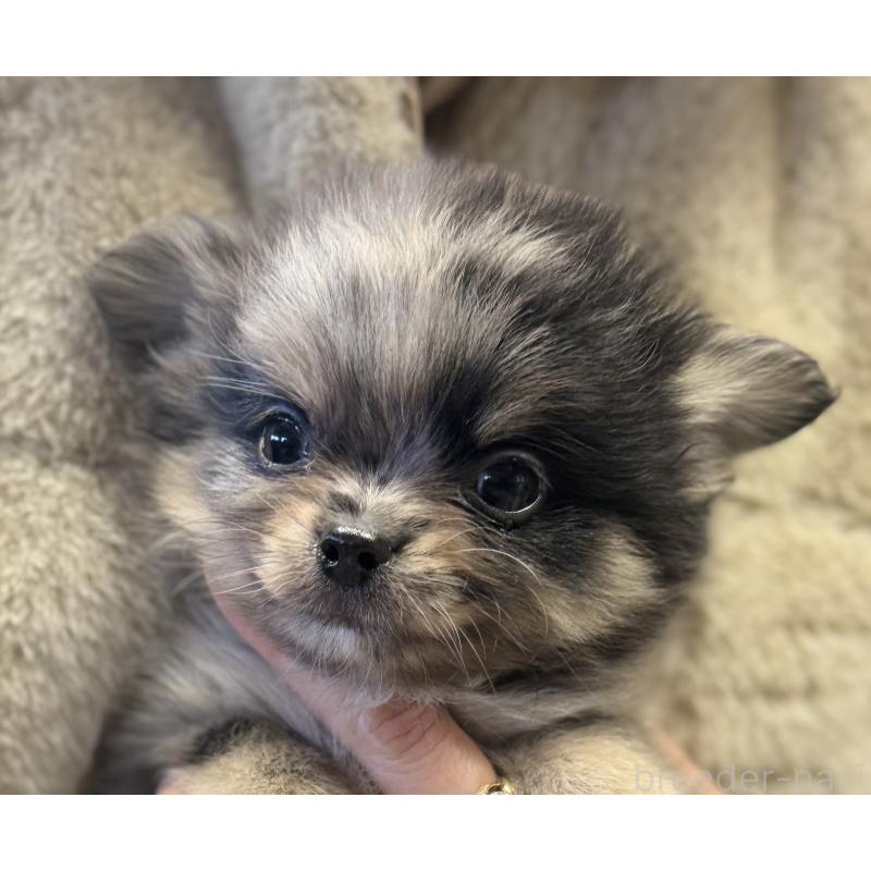 成約済の静岡県のポメチワ:ポメラニアン×チワワ-433250の4枚目