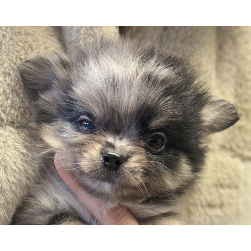 成約済の静岡県のポメチワ:ポメラニアン×チワワ-433250の3枚目