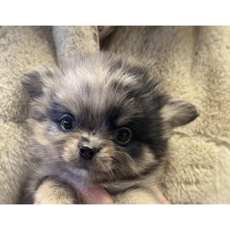 成約済の静岡県のポメチワ:ポメラニアン×チワワ-433250の2枚目