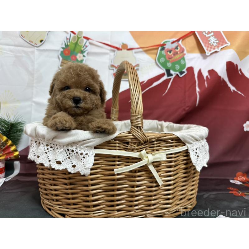 販売中の愛知県のタイニープードル-437302の8枚目