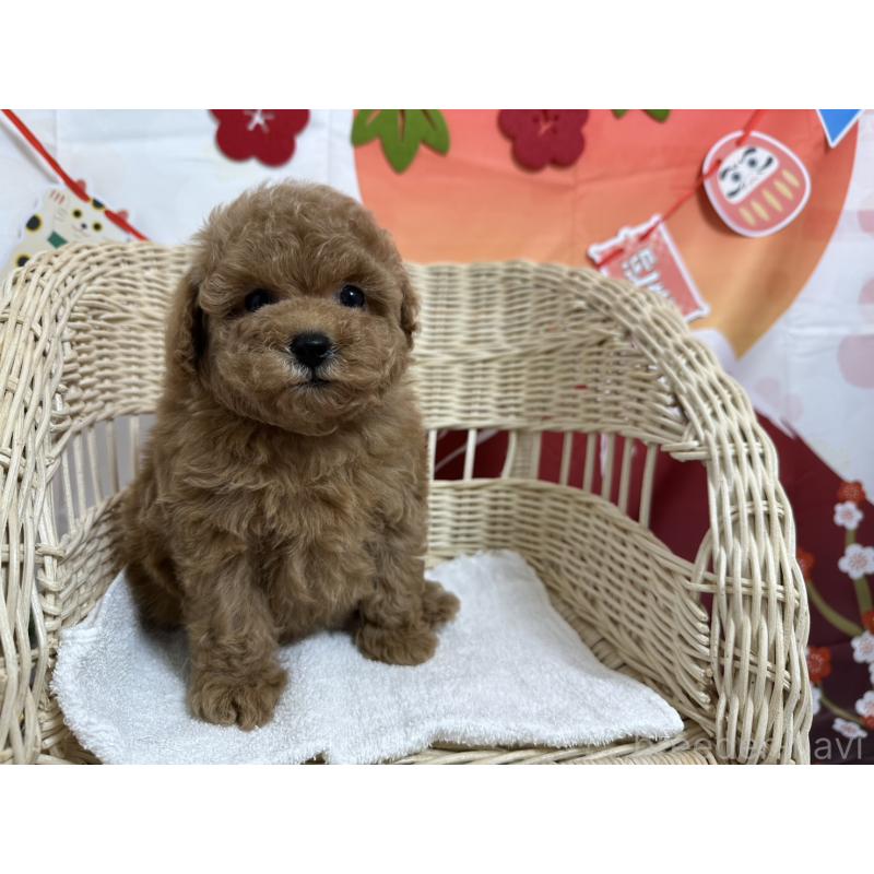販売中の愛知県のタイニープードル-437302の4枚目