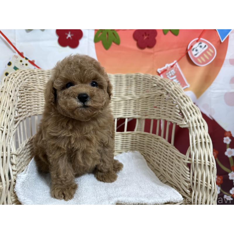 販売中の愛知県のタイニープードル-437302の3枚目