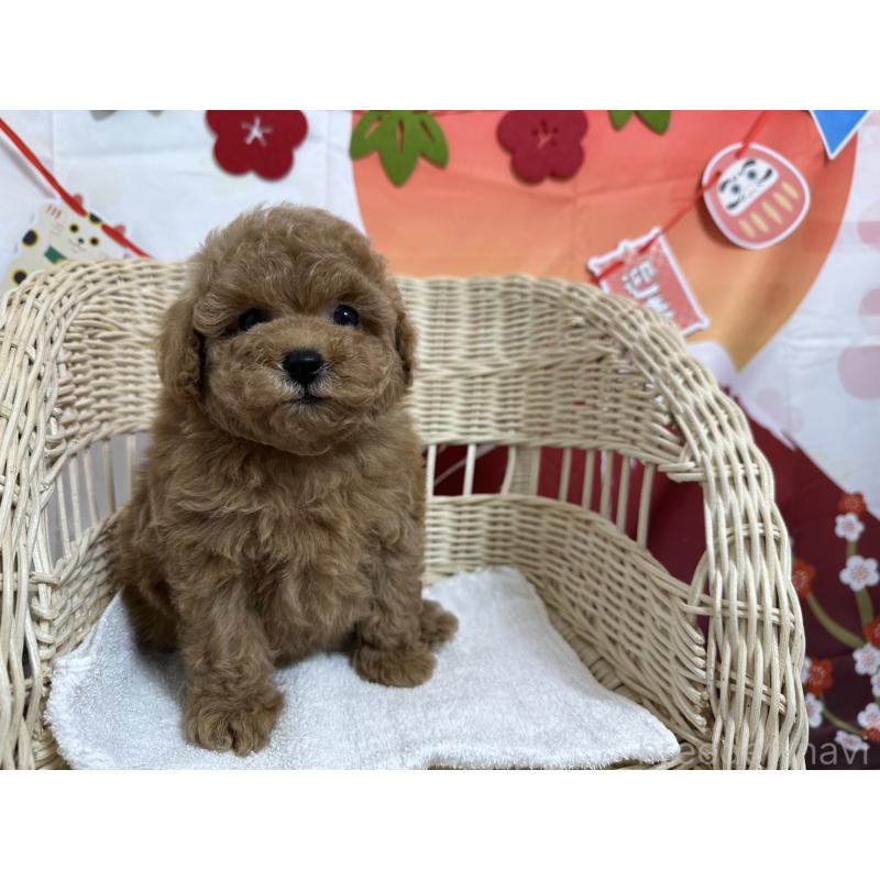 販売中の愛知県のタイニープードル-437302の2枚目
