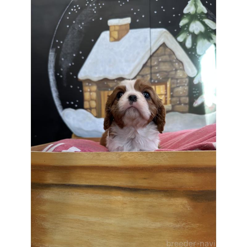 販売中の埼玉県のキャバリアキングチャールズスパニエル-437303の6枚目