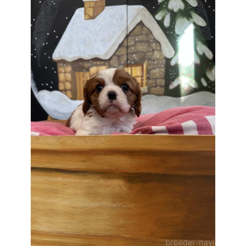 販売中の埼玉県のキャバリアキングチャールズスパニエル-437303の4枚目