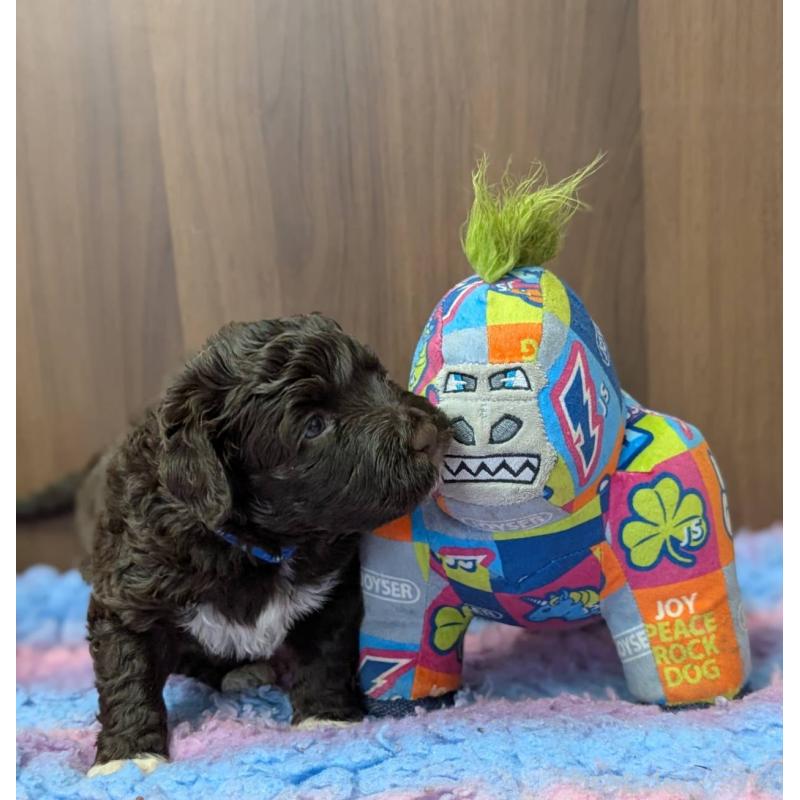 成約済の東京都のポーチュギーズウォータードッグ-433946の3枚目