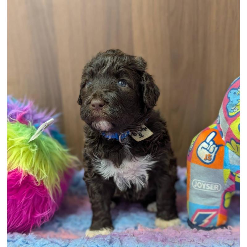 成約済の東京都のポーチュギーズウォータードッグ-433946の2枚目