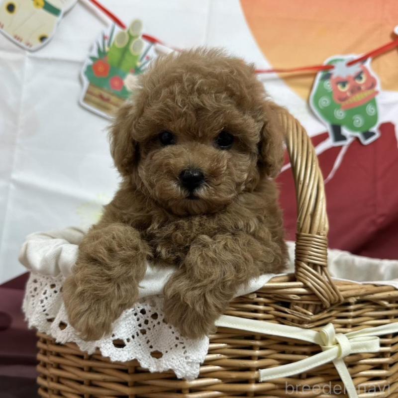 販売中の愛知県のタイニープードル-437302