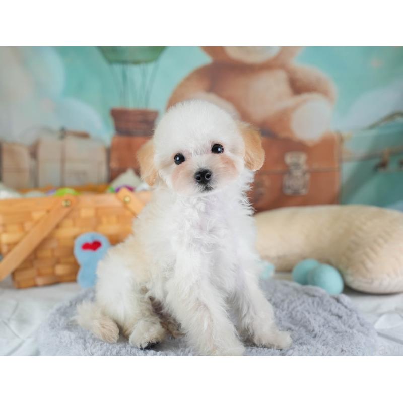 販売中の埼玉県のタイニープードル-437489の10枚目