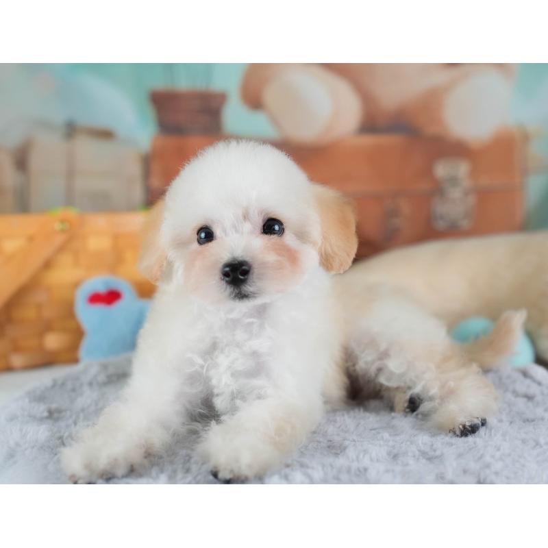 販売中の埼玉県のタイニープードル-437489の8枚目