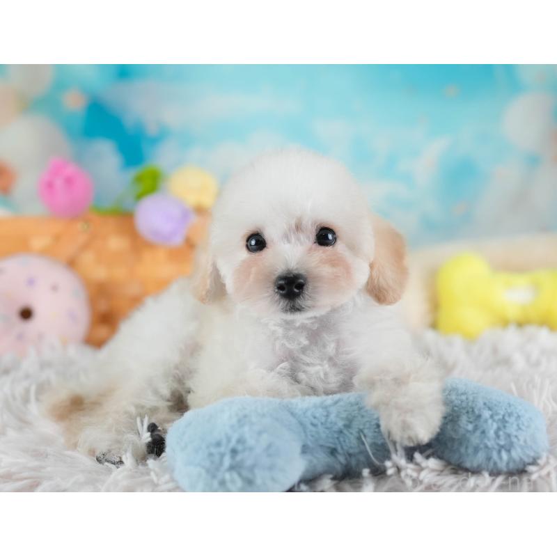 販売中の埼玉県のタイニープードル-437489の6枚目