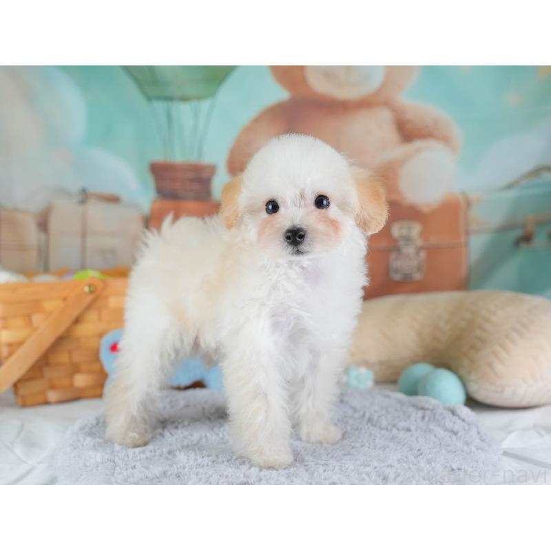 販売中の埼玉県のタイニープードル-437489の5枚目