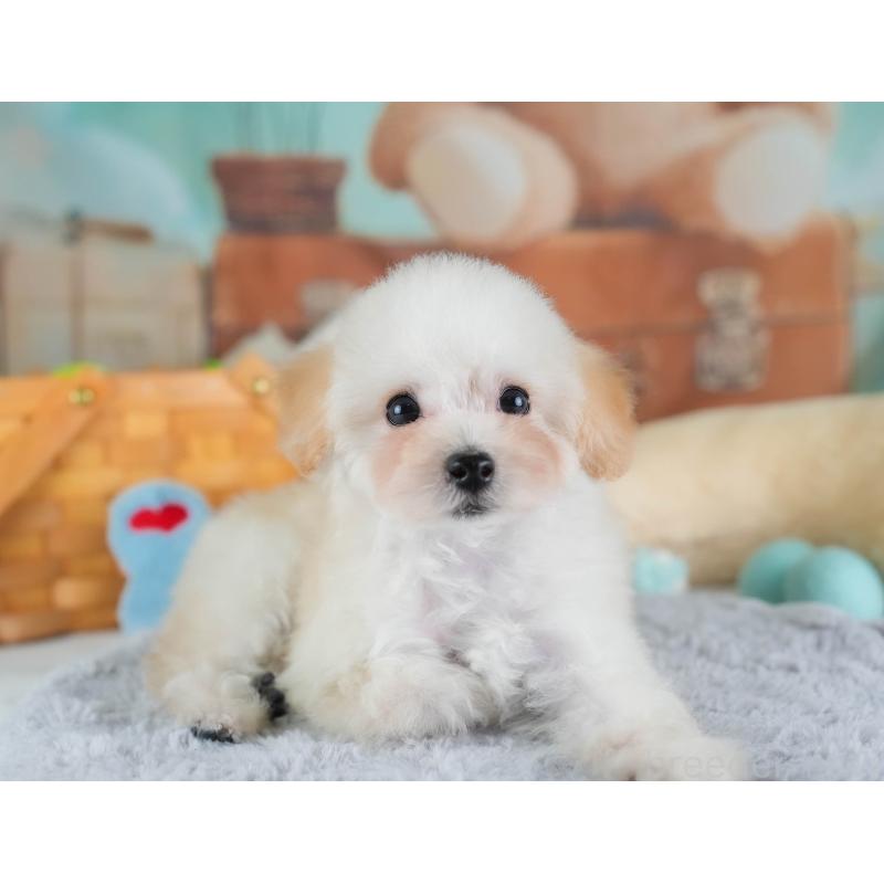 販売中の埼玉県のタイニープードル-437489の4枚目