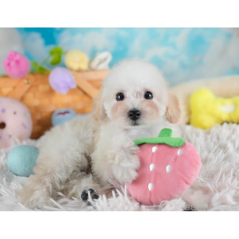 販売中の埼玉県のタイニープードル-437489の3枚目