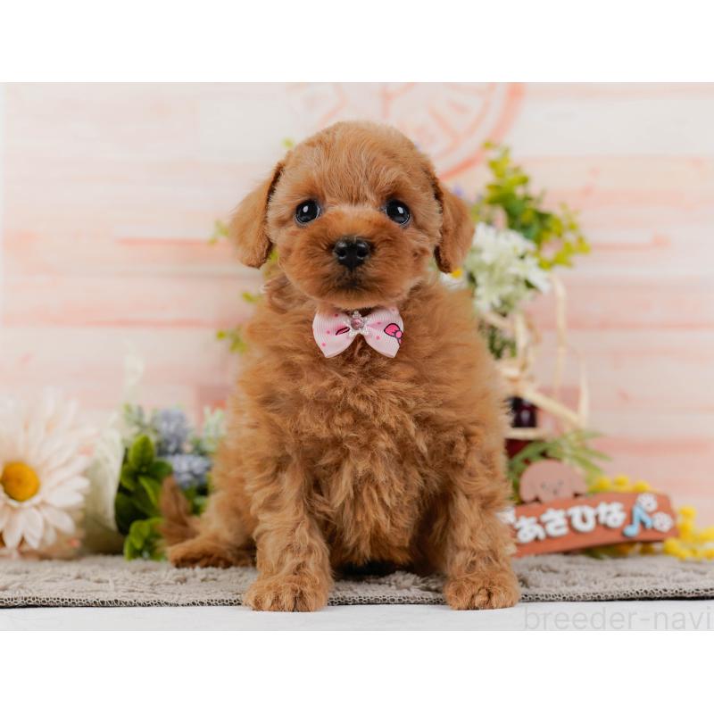 販売中の神奈川県のトイプードル-437733の15枚目