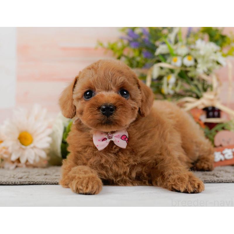 販売中の神奈川県のトイプードル-437733の14枚目