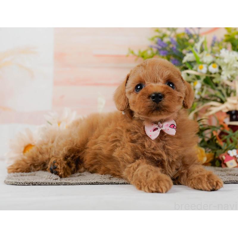 販売中の神奈川県のトイプードル-437733の12枚目