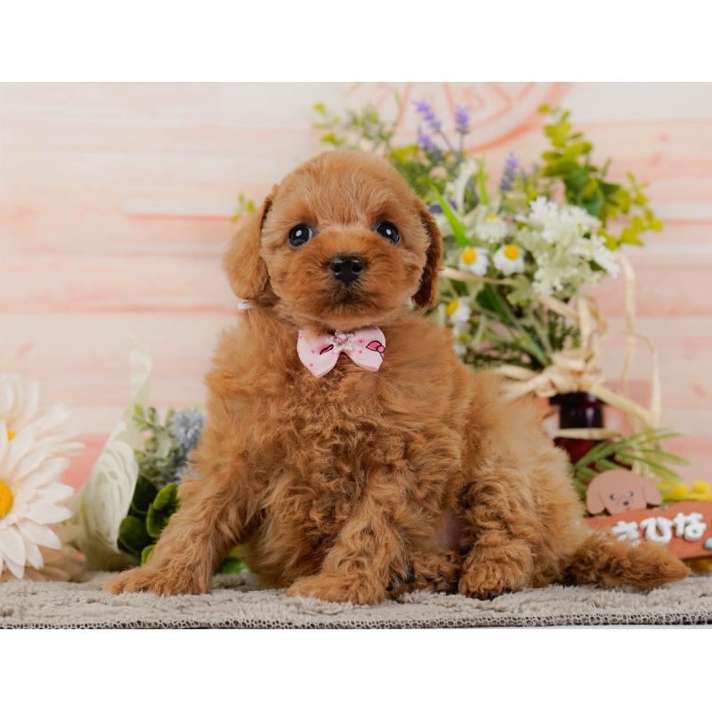 販売中の神奈川県のトイプードル-437733の10枚目