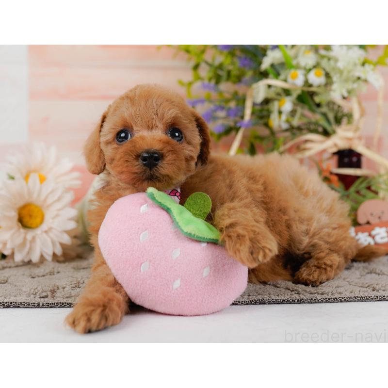 販売中の神奈川県のトイプードル-437733の9枚目