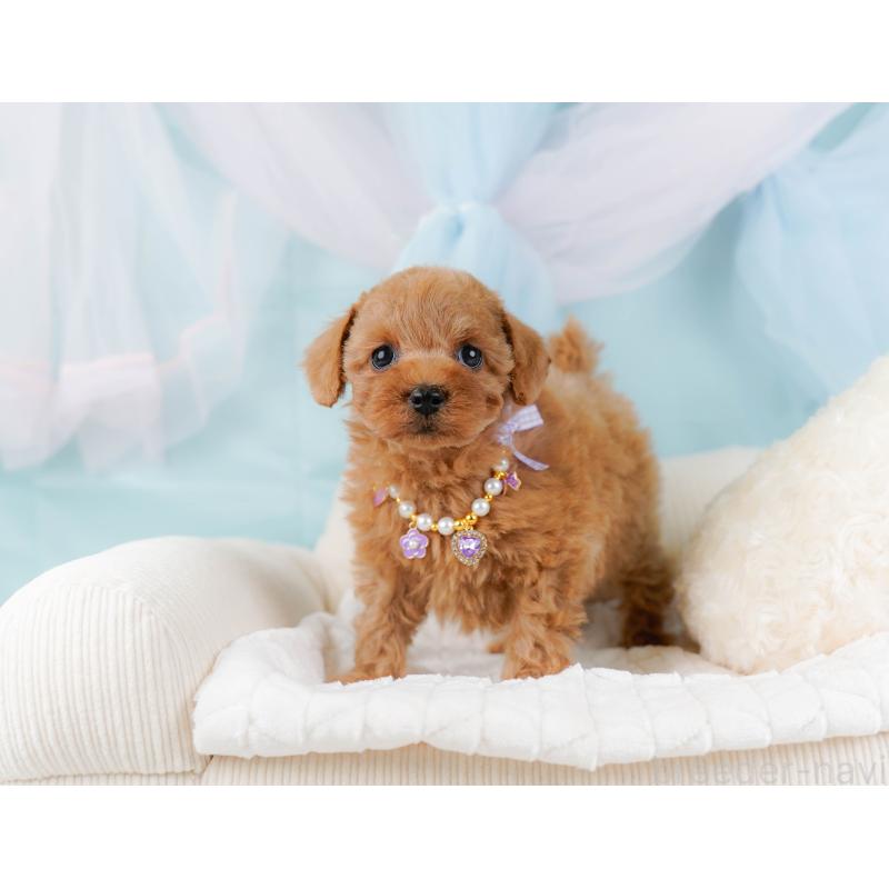 販売中の神奈川県のトイプードル-437733の8枚目