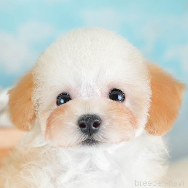 販売中の埼玉県のティーカッププードル-437487