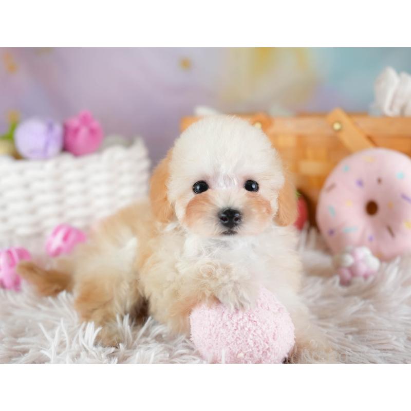 販売中の埼玉県のティーカッププードル-437487の11枚目