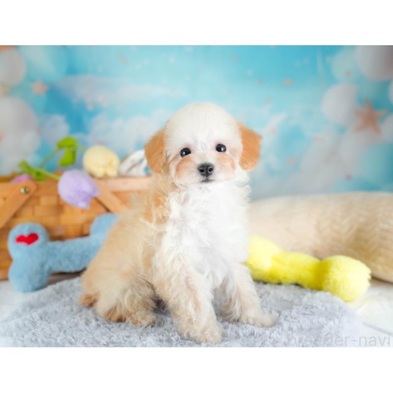 販売中の埼玉県のティーカッププードル-437487の10枚目