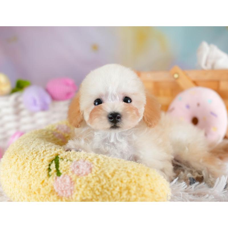 販売中の埼玉県のティーカッププードル-437487の9枚目