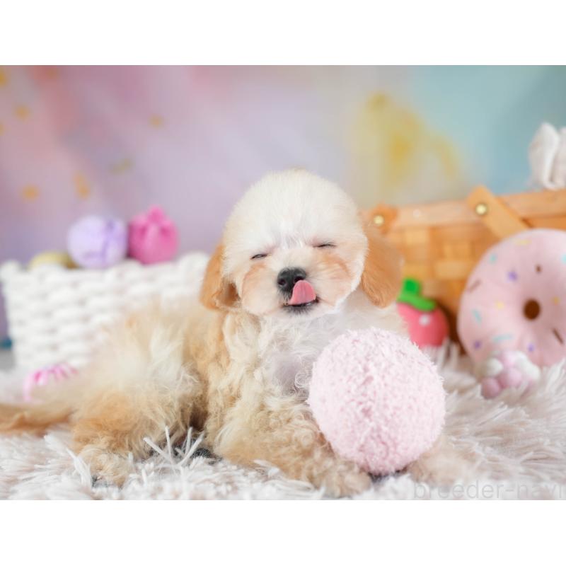 販売中の埼玉県のティーカッププードル-437487の8枚目