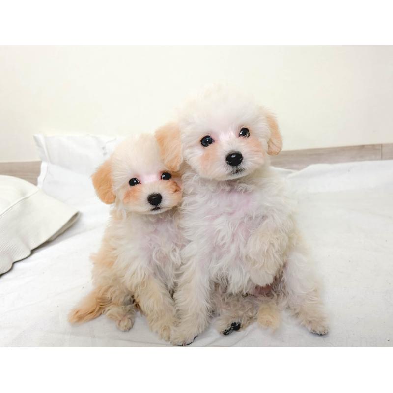 販売中の埼玉県のティーカッププードル-437487の7枚目