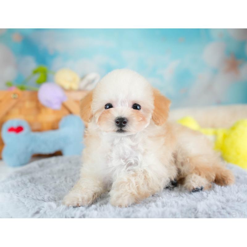 販売中の埼玉県のティーカッププードル-437487の6枚目