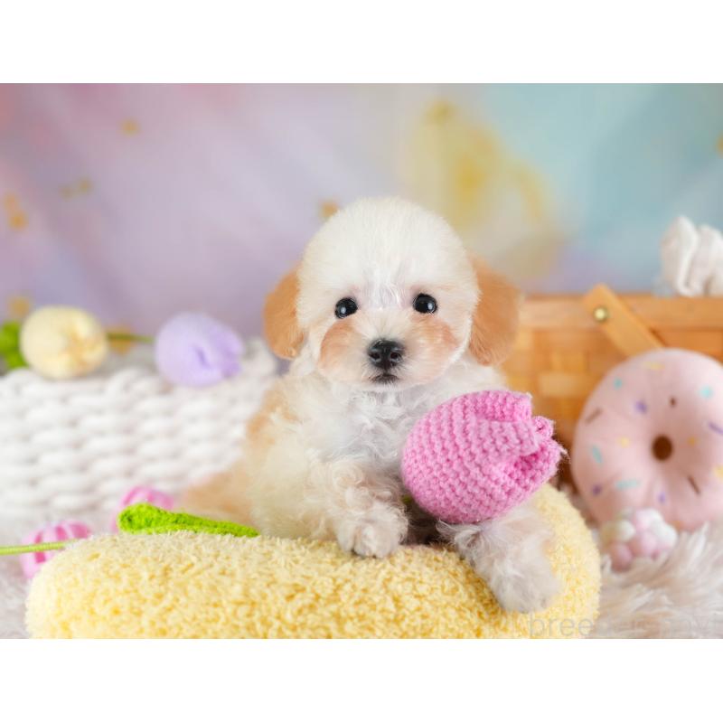 販売中の埼玉県のティーカッププードル-437487の5枚目