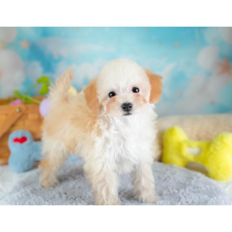 販売中の埼玉県のティーカッププードル-437487の3枚目