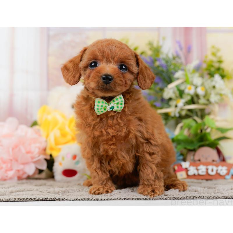 販売中の神奈川県のトイプードル-437737の15枚目