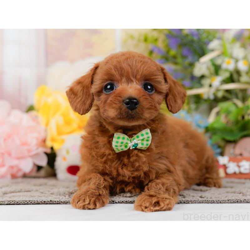 販売中の神奈川県のトイプードル-437737の14枚目