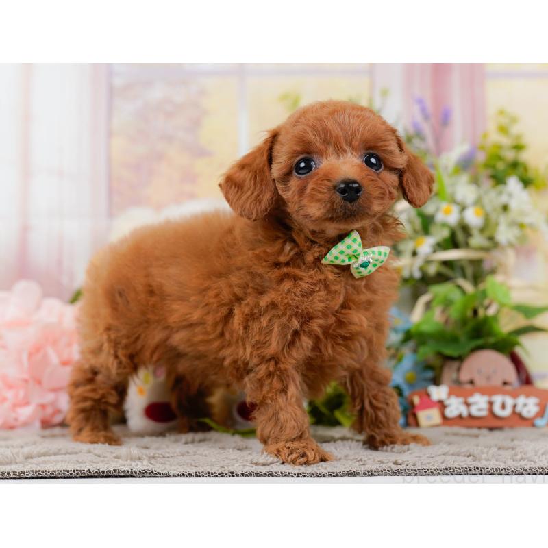 販売中の神奈川県のトイプードル-437737の13枚目