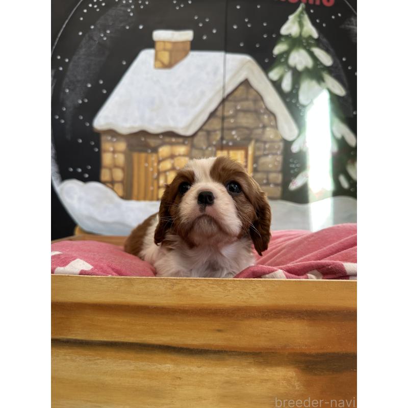 販売中の埼玉県のキャバリアキングチャールズスパニエル-437304の7枚目