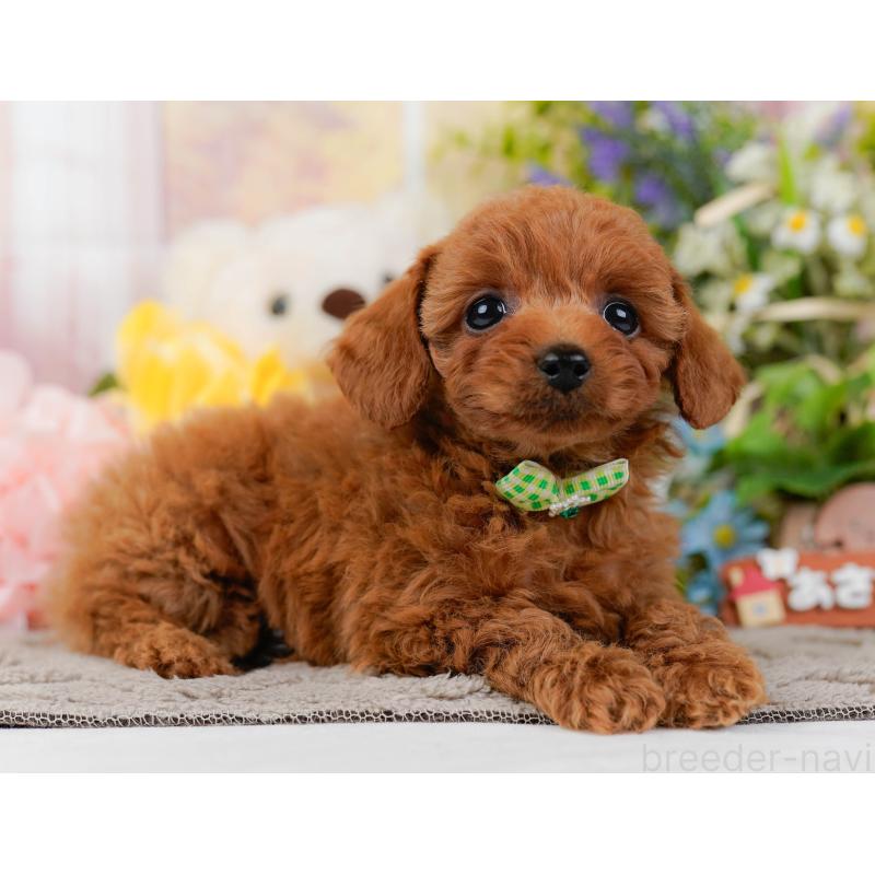 販売中の神奈川県のトイプードル-437737の12枚目