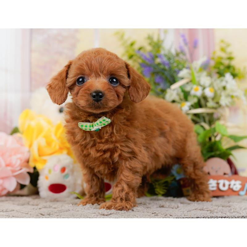 販売中の神奈川県のトイプードル-437737の11枚目