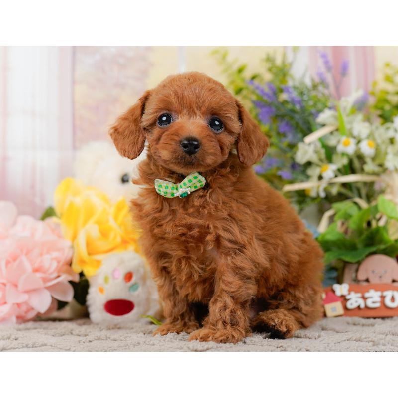 販売中の神奈川県のトイプードル-437737の10枚目